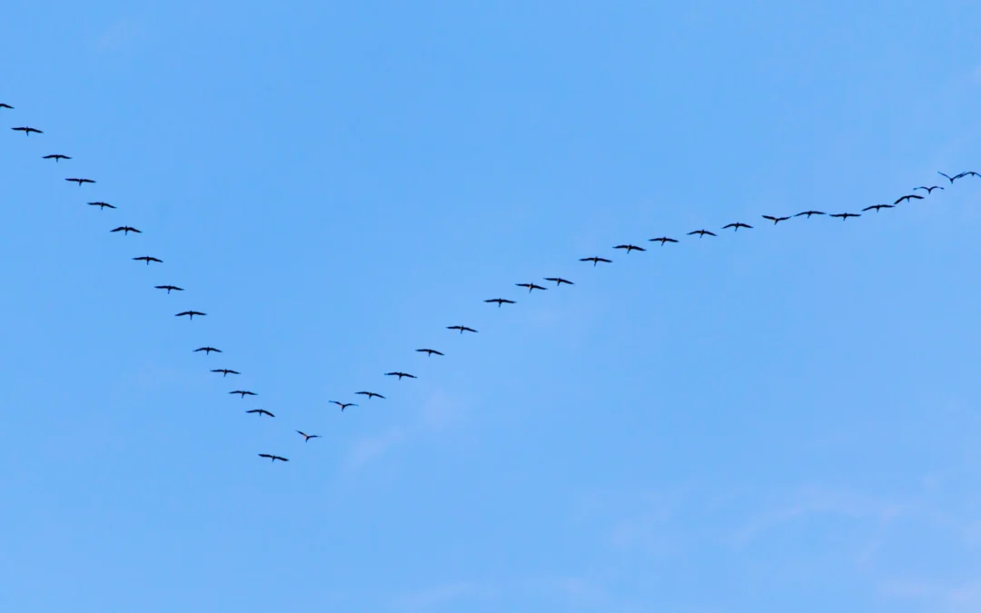 EQ in Action | Turning Science into Everyday Leadership, Collaboration, and Growth