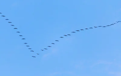 EQ in Action | Turning Science into Everyday Leadership, Collaboration, and Growth