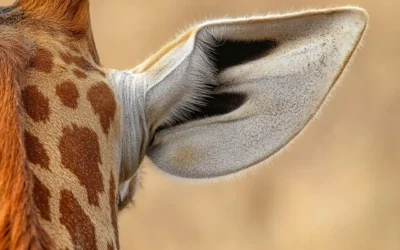 Communicating with “Giraffe Ears”