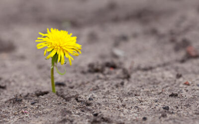 Navigating Change & Emotional Escalation | Building Resilience for Life’s Challenges