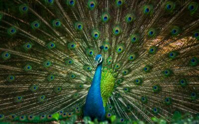 Recognizing Patterns | Becoming the Architect of Your Emotional Responses